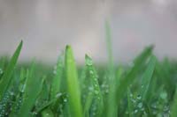 Gallery Thumb 1